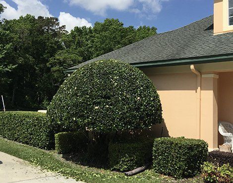 A trimmed green shrub near a house with a dark green roof and a tan exterior; sunny day.