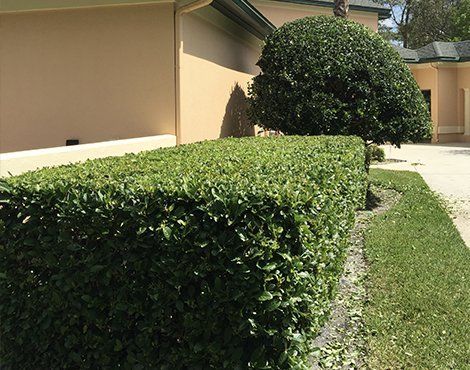 A green, rectangular hedge next to a lawn and a tan building with a rounded tree in the background.