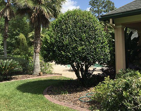 A rounded, green shrub with a brown mulch bed, near a building and a pool, on a sunny day.
