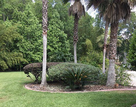Lush green yard with palm trees and shrubs, bordered by a decorative stone edge, against a backdrop of trees.