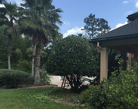 Green trimmed bush near a house with palm trees in the background. Blue sky with clouds.