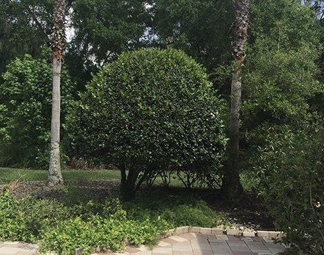 A large, green, rounded shrub surrounded by trees and a paved area.