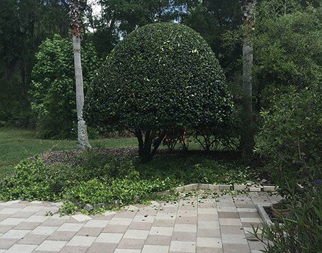 Well-manicured, green, rounded shrub in a lush, outdoor setting with a tiled patio.