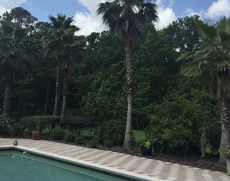 Poolside view of lush tropical trees, including palm trees, against a cloudy sky.