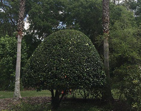Green, dome-shaped bush between two palm trees in a park-like setting.