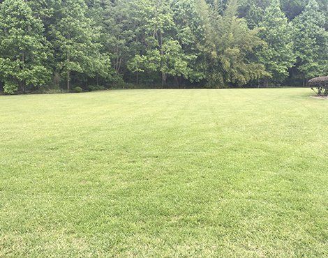 Lush green lawn with a backdrop of a line of green trees on a cloudy day.