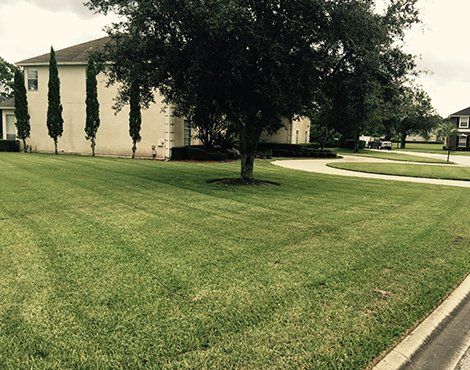 Lawn and house with tree, sunny day. Green grass and driveway.