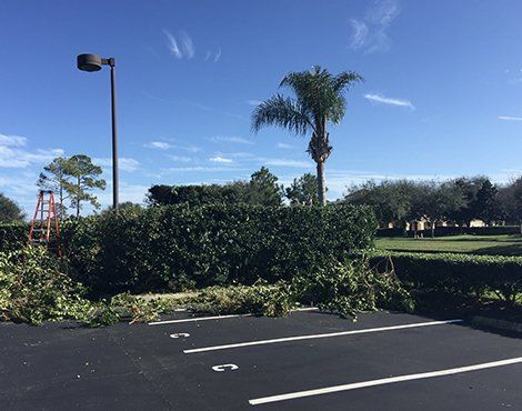 Parking lot with trimmed bushes and debris under a clear, blue sky.