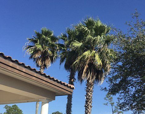 Two palm trees with green fronds stand tall against a clear blue sky. A roof overhang is in the lower left.
