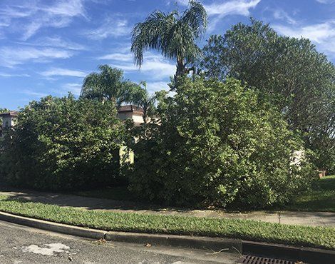 Green bushes and trees line a curb on a sunny day with a blue sky.