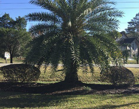 Palm tree with dark green fronds, surrounded by brown mulch and two dark green shrubs in a grassy yard.
