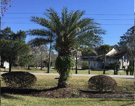 Palm tree in a grassy area with two rounded bushes. Buildings and trees in the background. Blue sky.