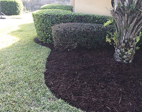 Dark mulch bed borders grass and trimmed green and burgundy bushes by a palm tree.
