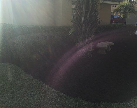 Lush green lawn with a dark mulch bed holding a small palm tree. Bright light creates lens flare.