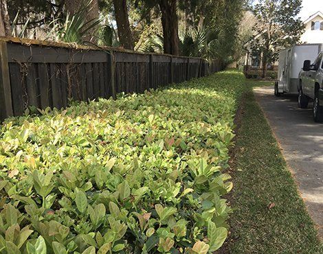 Green shrubbery along a wooden fence, beside a strip of grass and asphalt road.