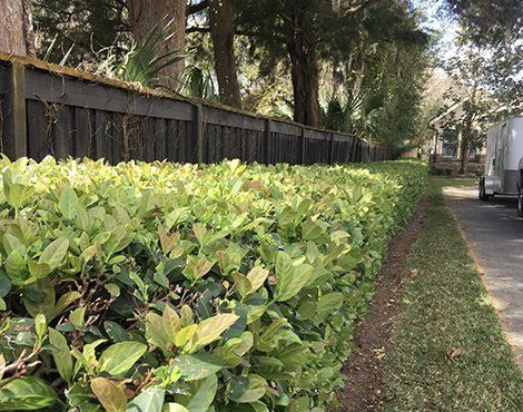 Green hedge along a sidewalk next to a brown wooden fence, with trees and a vehicle in the background.