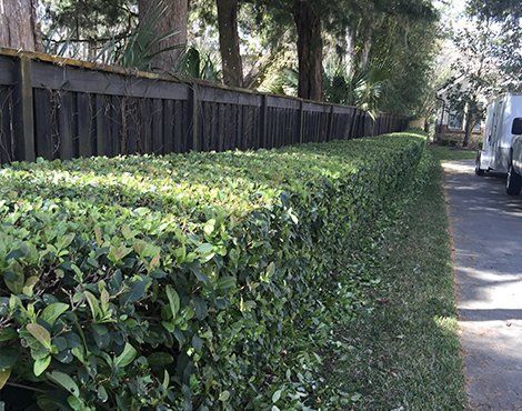 Green hedge in front of a dark wooden fence bordering a paved road, possibly suburban.