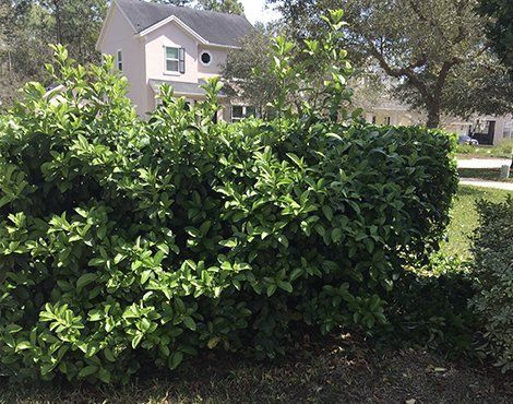 Green hedge in front of a light-colored two-story house, with green grass in the foreground under sunlight.