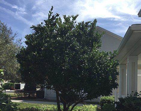 Green leafy tree next to a white house under a blue cloudy sky.