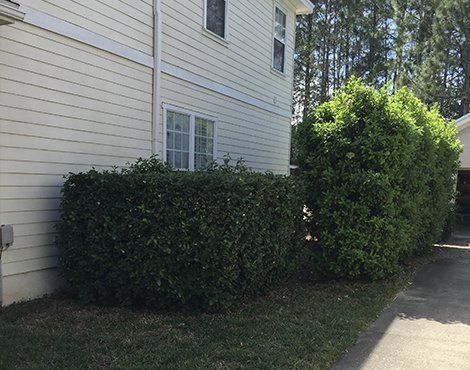 White building with dark green bushes lining the side and a paved driveway.