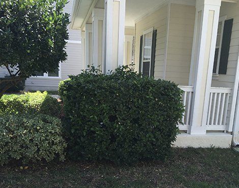 A green, trimmed bush in front of a white porch with a green-leafed tree and variegated bush.