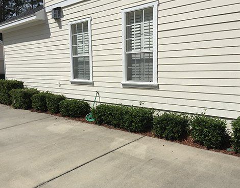 Exterior of a house with two windows and a row of trimmed green bushes along the foundation.