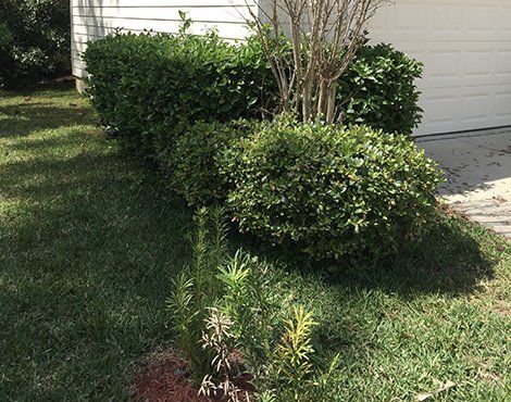 Lush green shrubs and grass border a garage. A small, dry tree is in the center. Sunlight creates shadows.