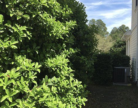 Lush green shrubbery next to a light-colored house. An AC unit is visible in the shaded yard.
