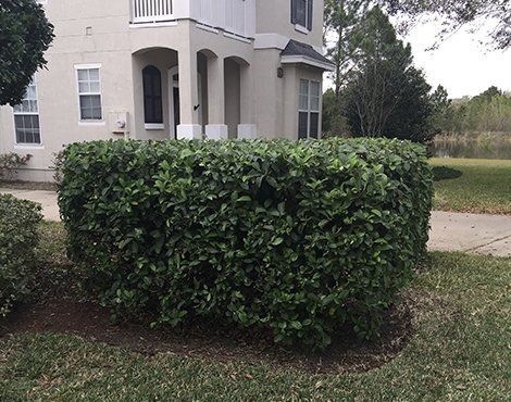 A neatly trimmed, green hedge in front of a light-colored building with windows and a porch. Green grass surrounds.