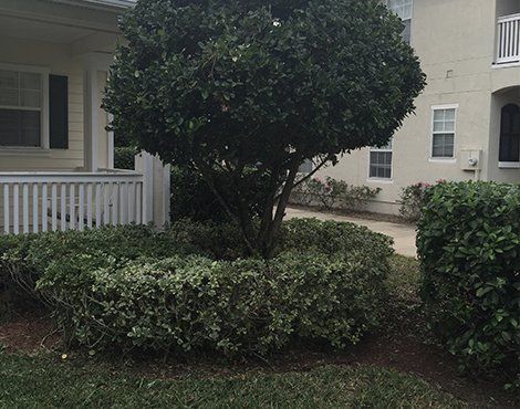 Tree with circular hedge base in front of a building with white railing and tan facade.