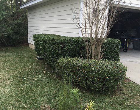 Green bushes trimmed around a tree in front of a white building with an open garage.