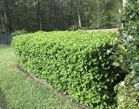 Green hedge trimmed neatly in a row; lawn in front, trees in background.