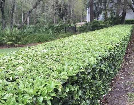 Green hedge bordering a yard with trees in the background.