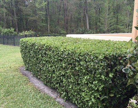 Green hedge and lawn in front of a tan wall with trees in the background.