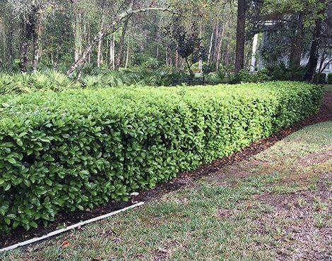 Green hedge row with lush foliage, in front of a wooded area.