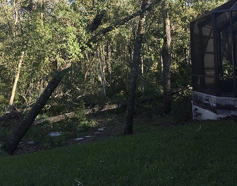 A tree fallen near a screened porch with a grassy lawn, with sunlight filtering through the trees in the background.