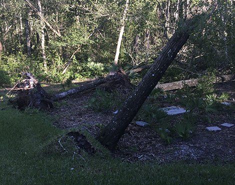 Fallen tree in a yard with exposed roots and surrounding green grass and mulch. Background of forest.
