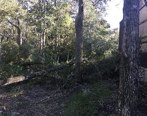 Wooded area with felled trees and scattered branches. Sunlight filters through the trees.