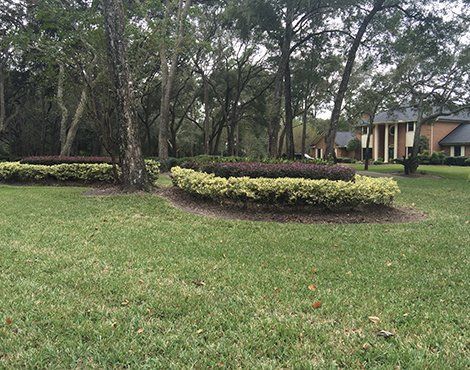 Lush green lawn with trimmed bushes and trees, with a building in the background.