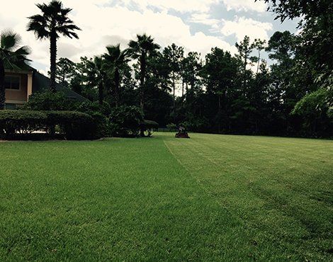 Lawn being mowed, half cut, by a riding mower. Palm trees and other greenery in the background. Cloudy sky.