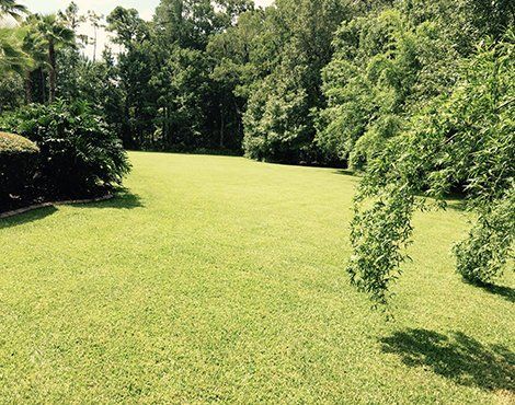 Green lawn surrounded by trees under a bright sky.