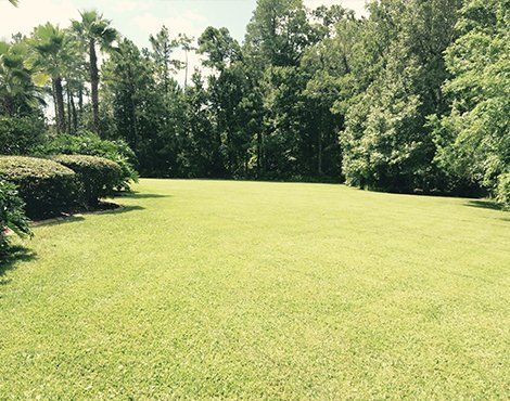 Green lawn surrounded by trees and bushes on a sunny day.