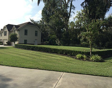 A well-manicured lawn and hedge border a light-colored house; trees in the background.
