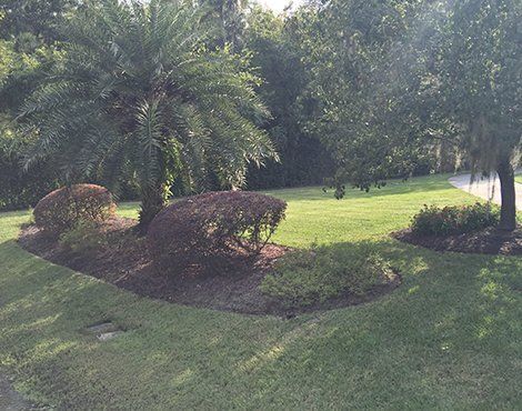 Palm tree and shrubs in front of a grassy lawn, with trees in the background.