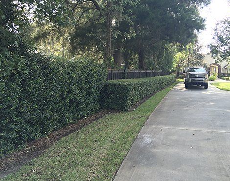 Green hedge along a road with a black truck and houses in the background.