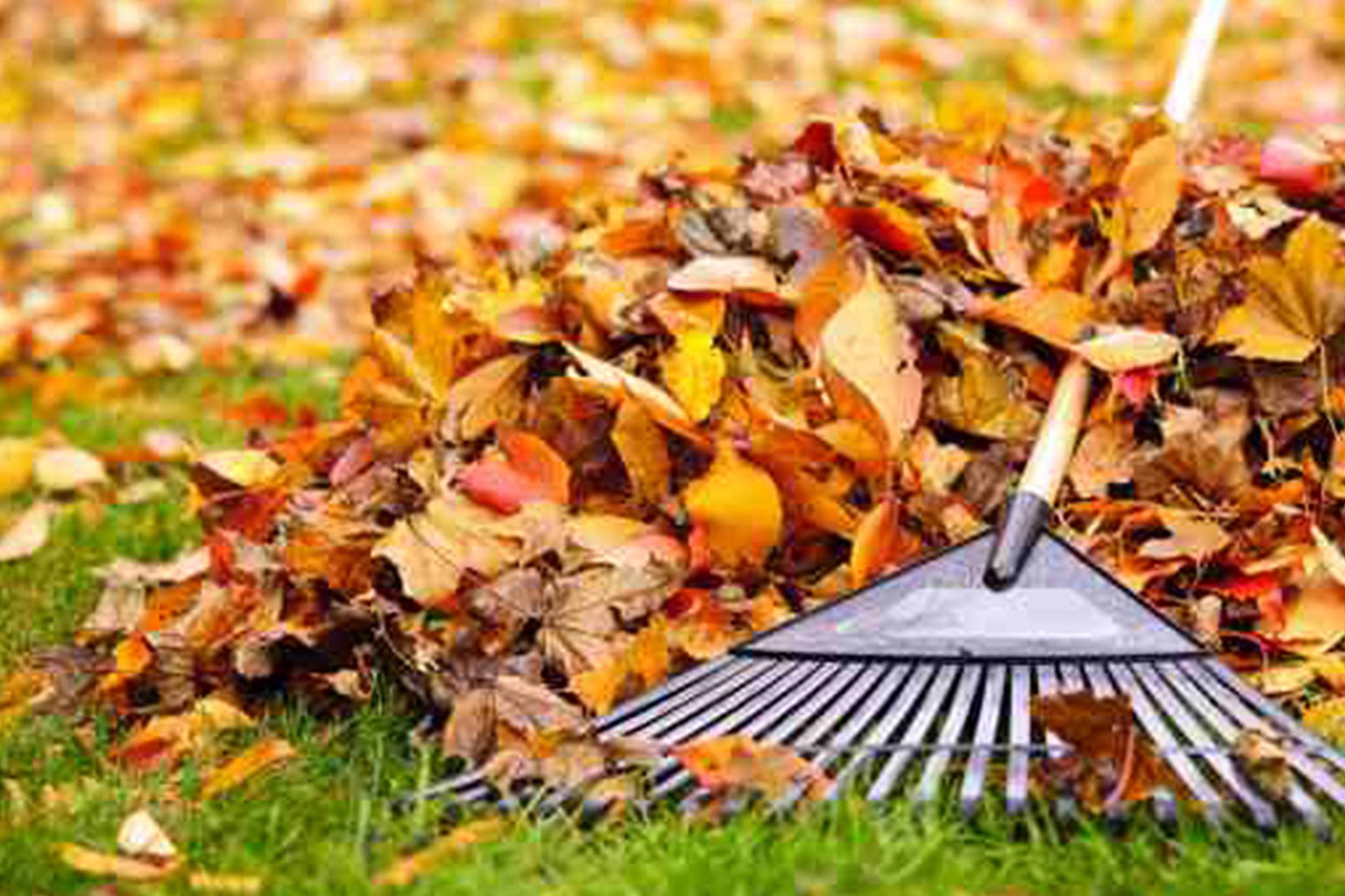 Pile of colorful autumn leaves with a rake on green grass.