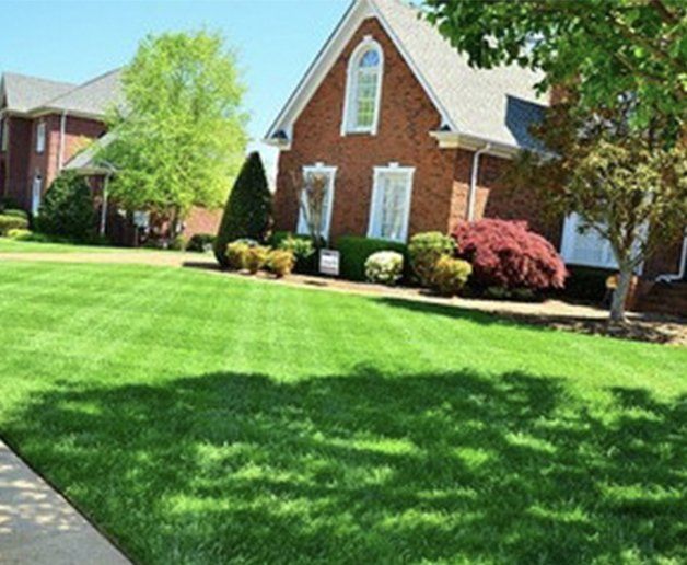 Lawn of green grass with brick house and trees. Sunny day.