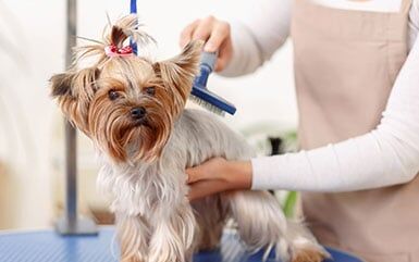 Brushing Door Hair - Pet Grooming in Salem, OR