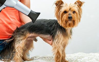 Blowing Door Hair - Pet Grooming in Salem, OR