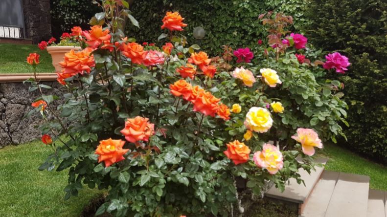 fiori